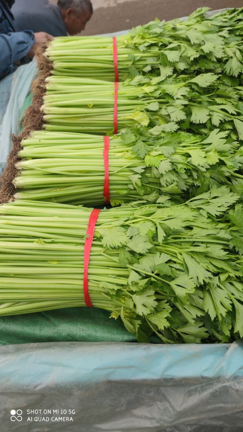 沂水县芹菜，60公分左右，小棵西芹，五指粗细，优质西芹