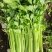 沂水县芹菜，60公分左右，小棵西芹，五指粗细，优质西芹