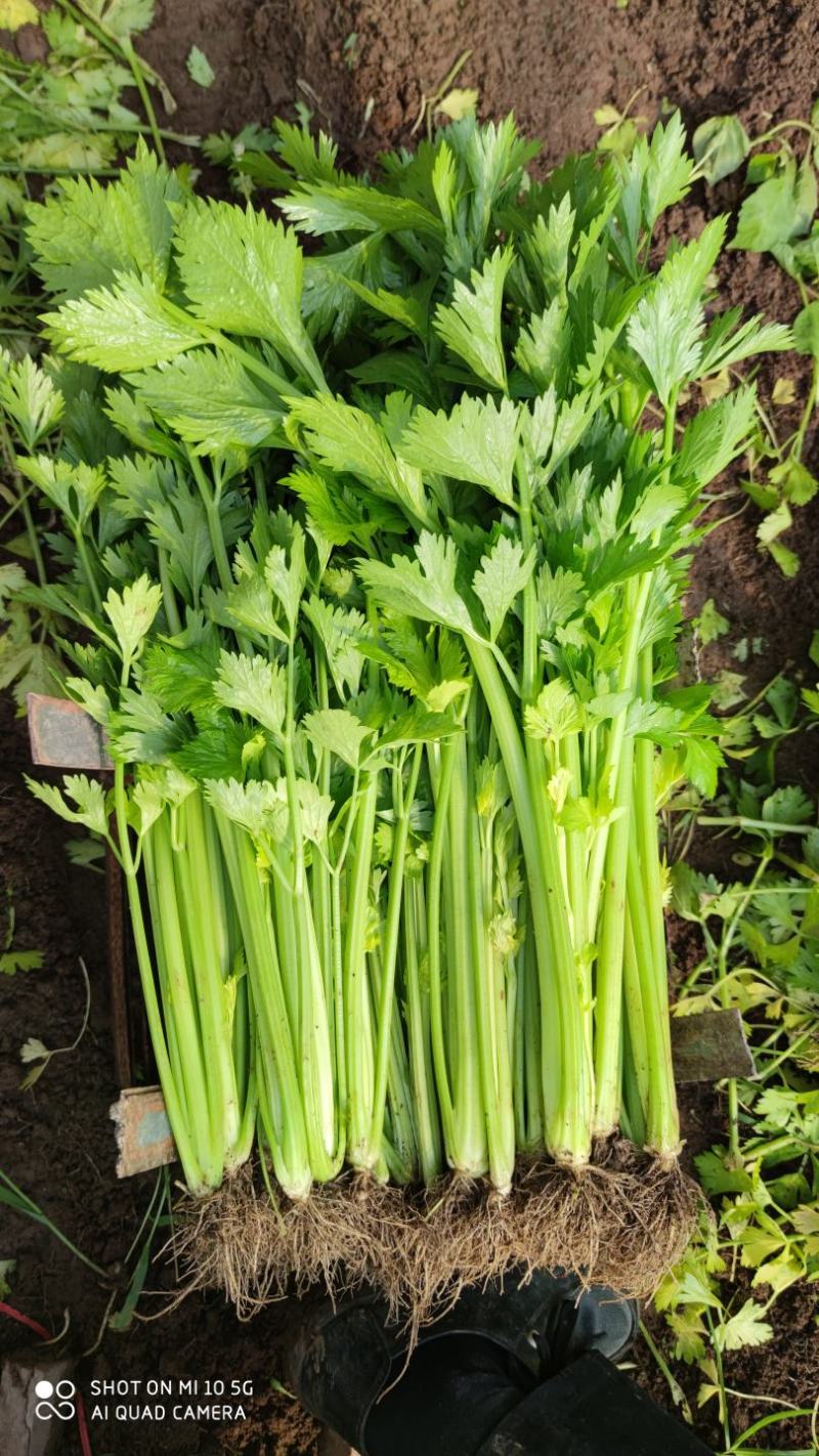 沂水县芹菜，60公分左右，小棵西芹，五指粗细，优质西芹
