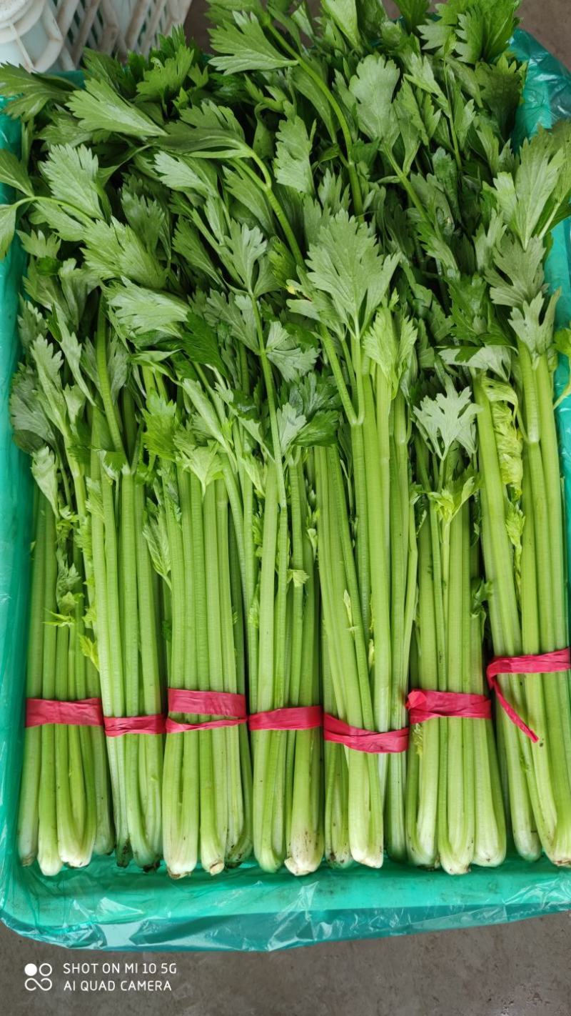 沂水县芹菜，60公分左右，小棵西芹，五指粗细，优质西芹