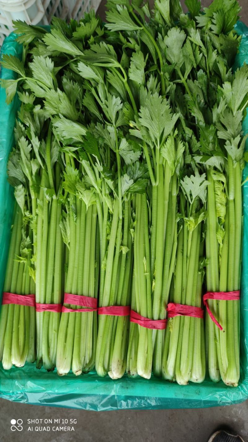 沂水县芹菜，60公分左右，小棵西芹，五指粗细，优质西芹