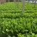 沂水县芹菜，60公分左右，小棵西芹，五指粗细，优质西芹