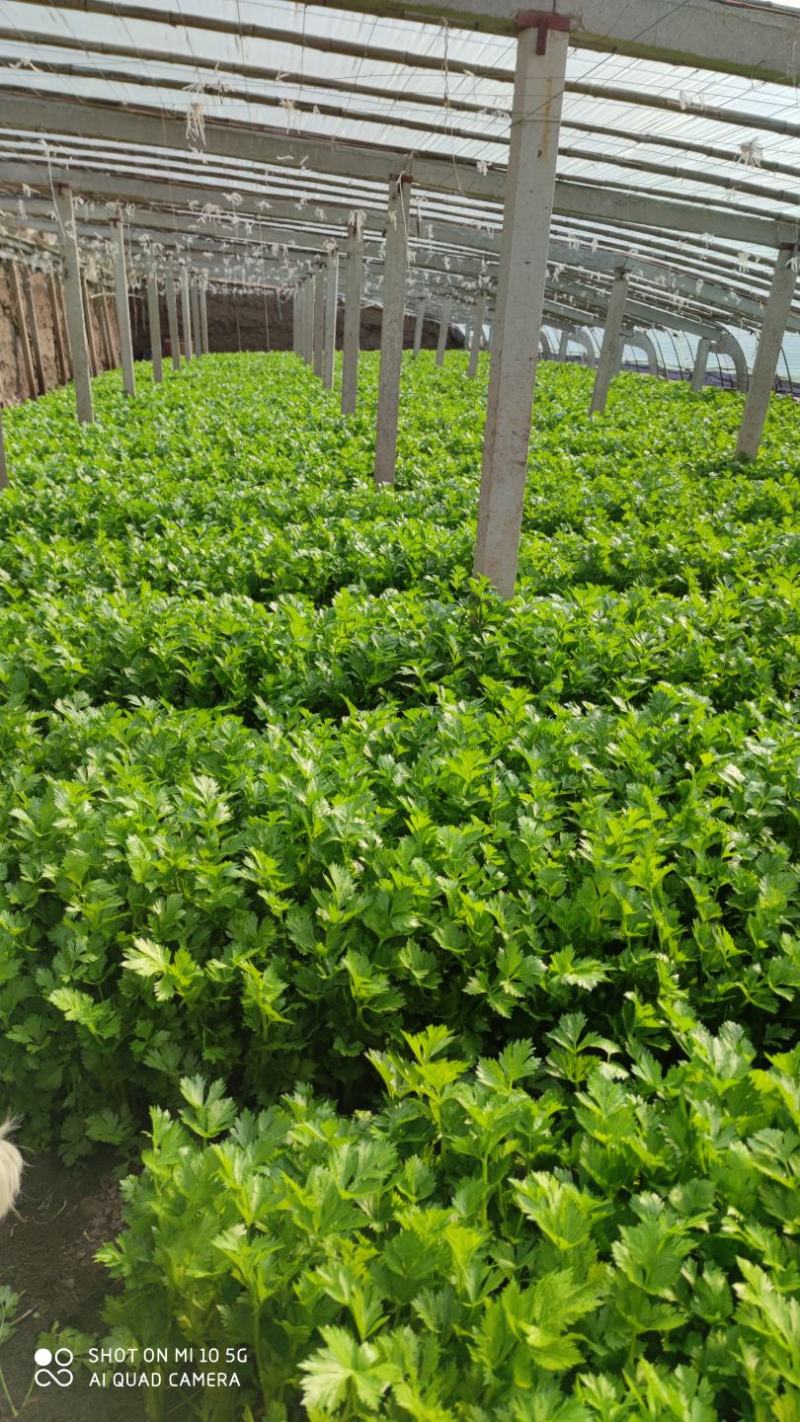 沂水县芹菜，60公分左右，小棵西芹，五指粗细，优质西芹