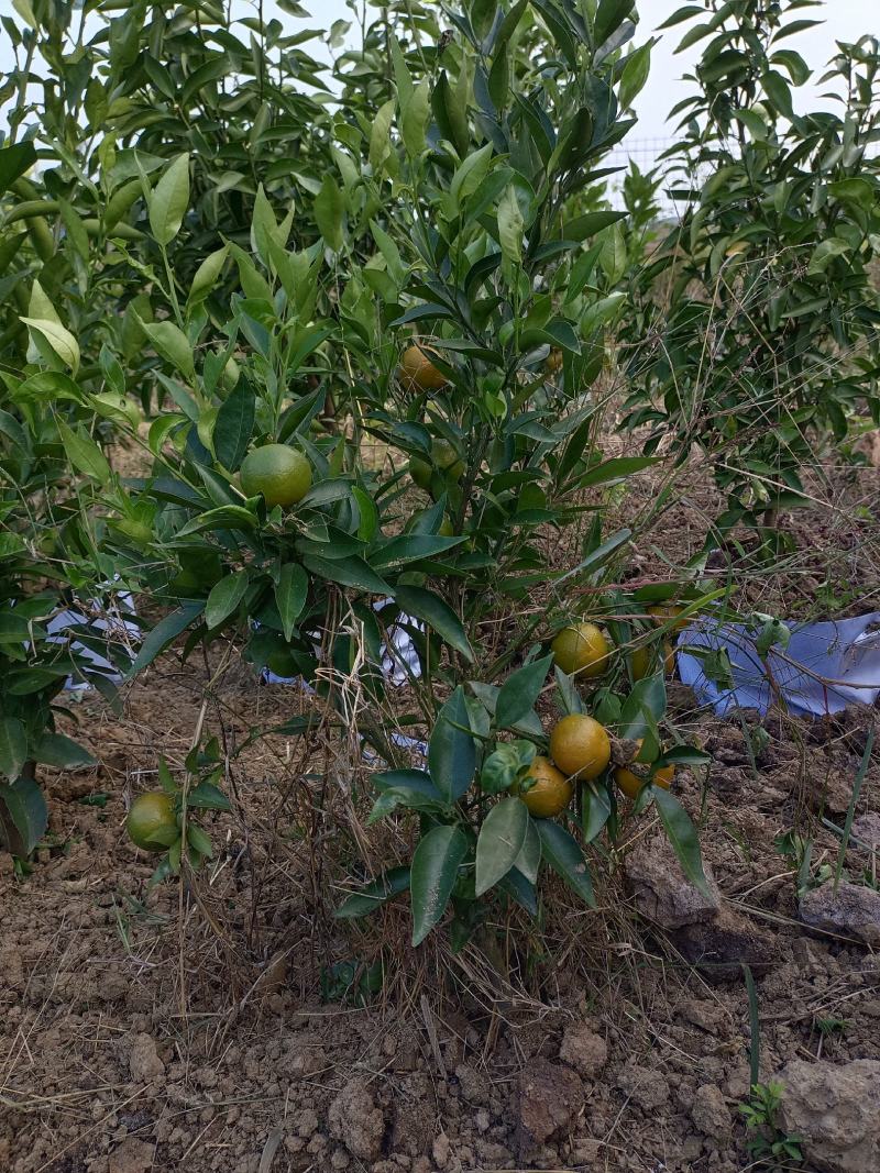 东方红橘盆栽