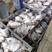 白鲳鲳鱼东海精品一手货源大量批发