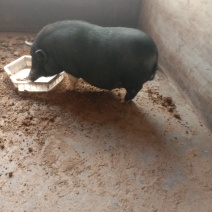 杂交香猪瘦肉型好饲养，耐粗食抗病能力强，瘦人多，