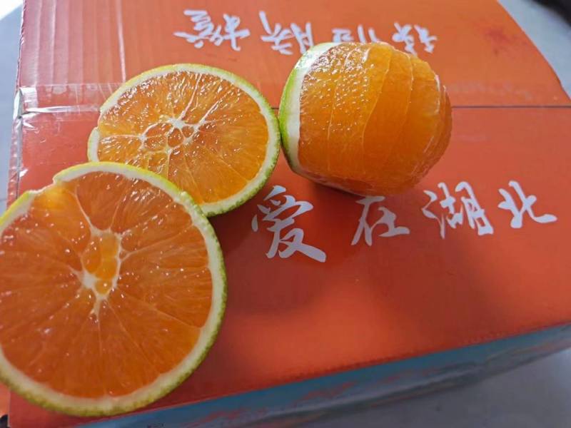 精品爱媛果冻橙，产地大量供应，现摘现发。