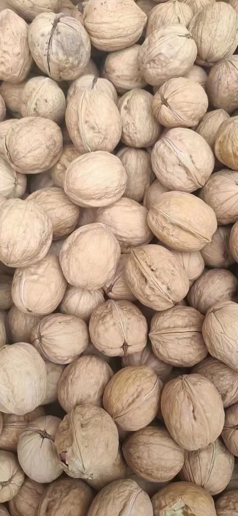 新疆阿克苏薄皮核桃中果，大果原色原味，现货供应电商货源