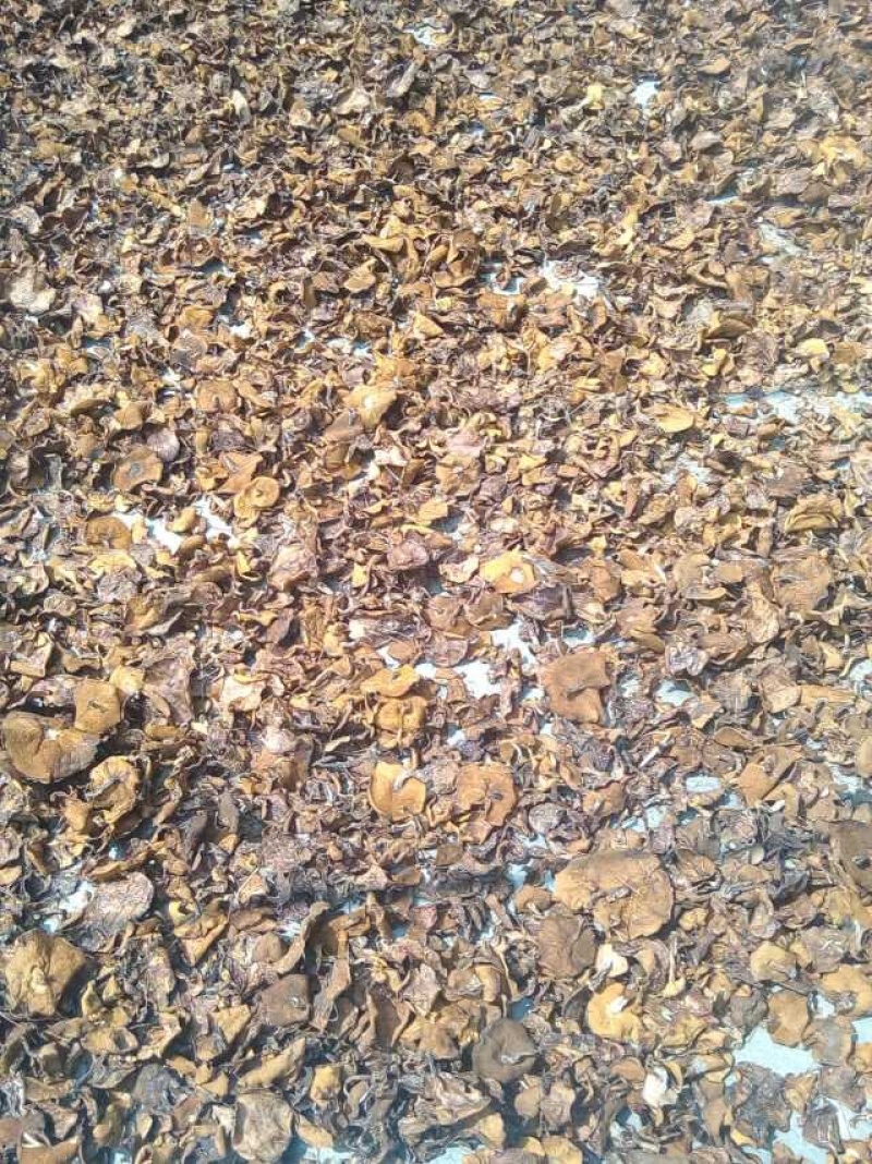 松蘑干肉质紧实，大量现货