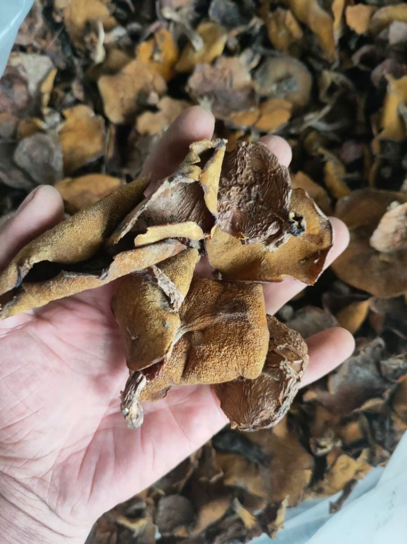 松蘑干肉质紧实，大量现货