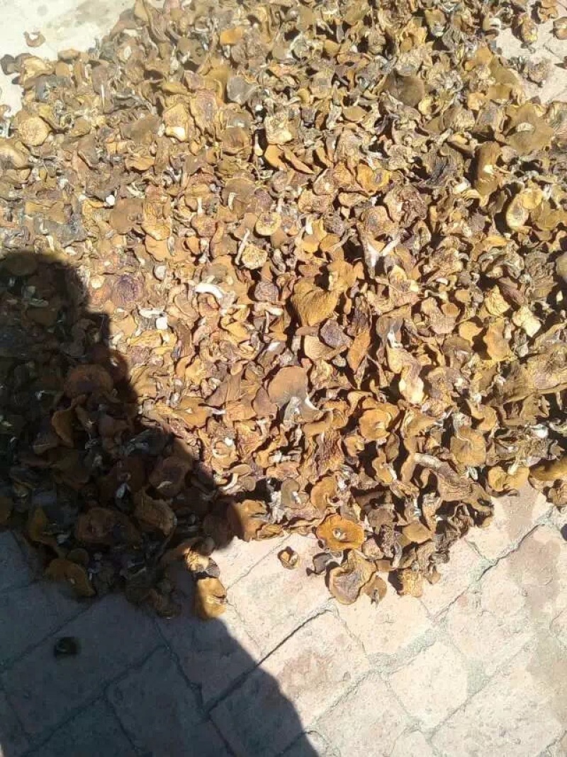 松蘑干肉质紧实，大量现货