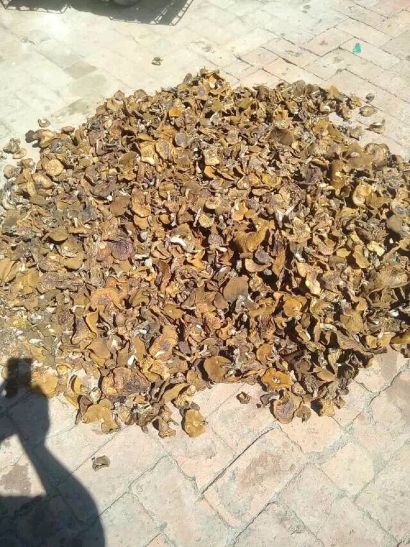 松蘑干肉质紧实，大量现货