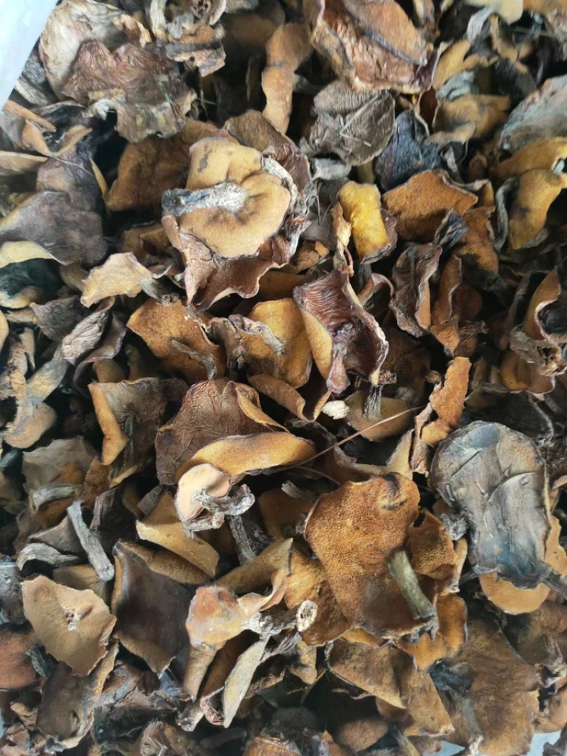 松蘑干肉质紧实，大量现货