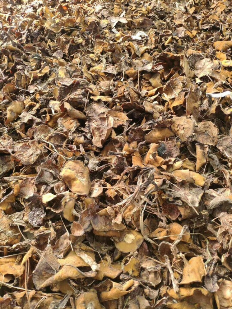 松蘑干肉质紧实，大量现货