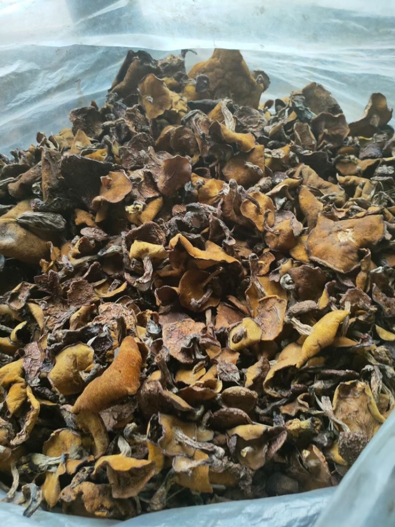 松蘑干肉质紧实，大量现货