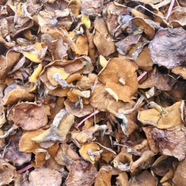 松蘑干肉质紧实，大量现货
