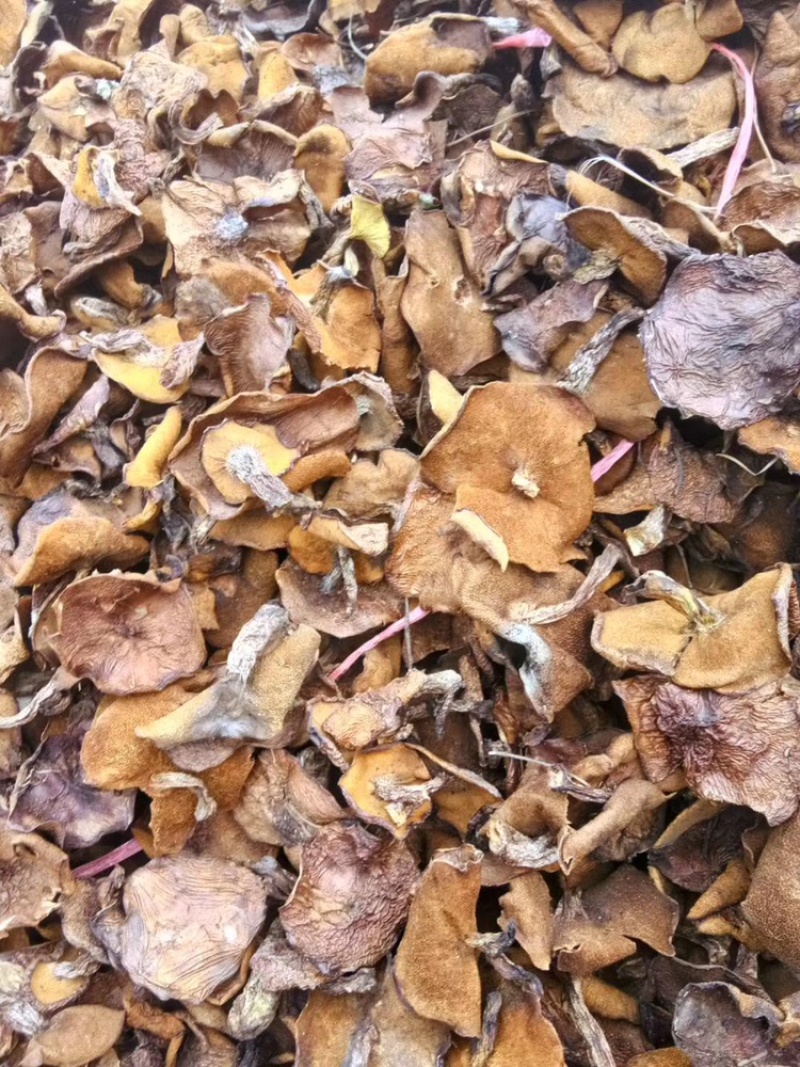 松蘑干肉质紧实，大量现货