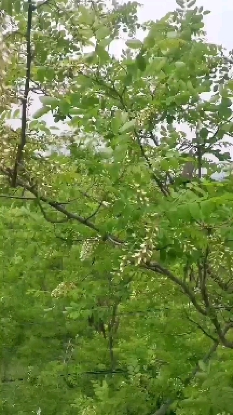 速冻鲜槐花新乡槐花鲜槐花天然食品野生采摘