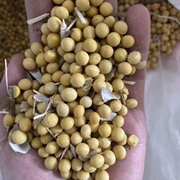 大豆蛋白42