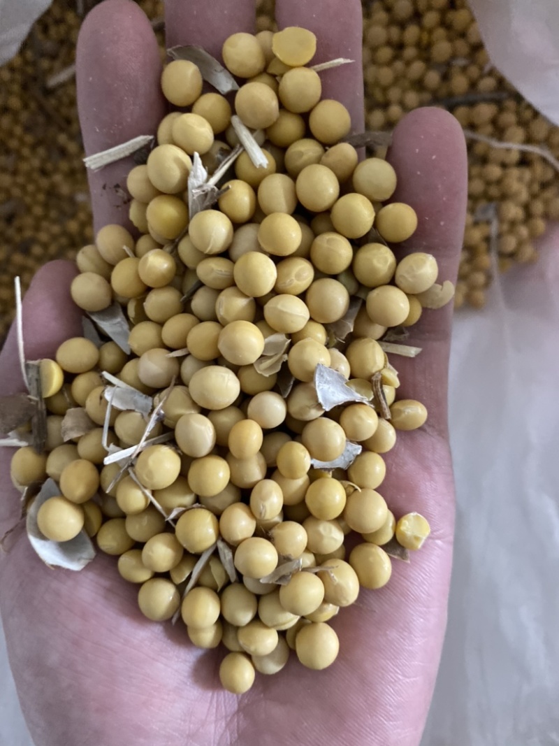 大豆蛋白42