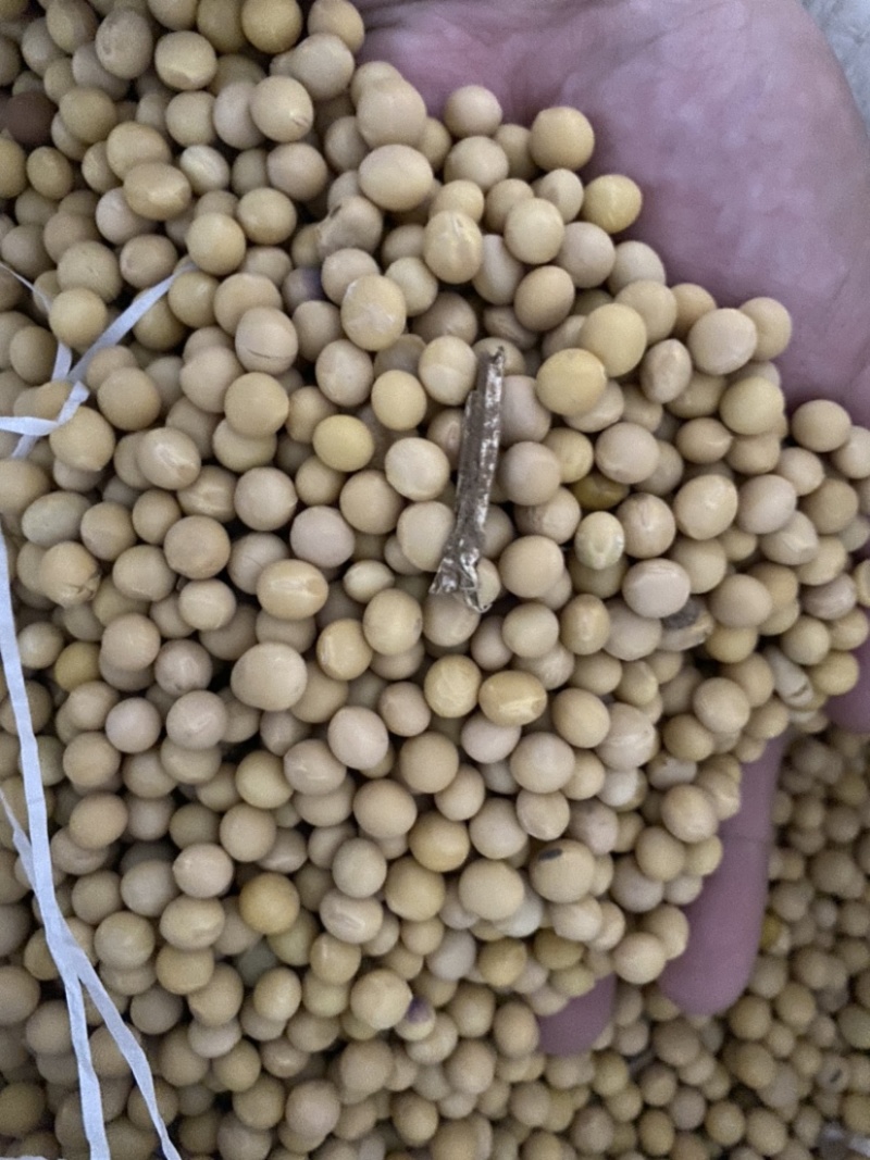 大豆蛋白42