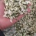 速冻鲜槐花新乡槐花鲜槐花天然食品野生采摘