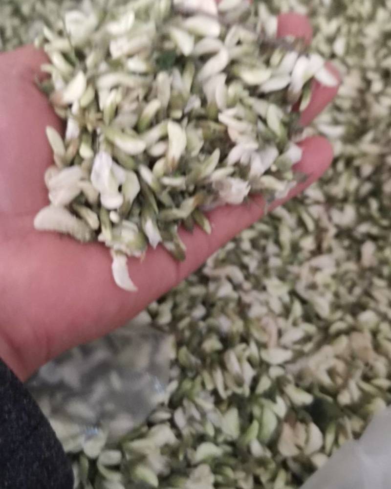 速冻鲜槐花新乡槐花鲜槐花天然食品野生采摘