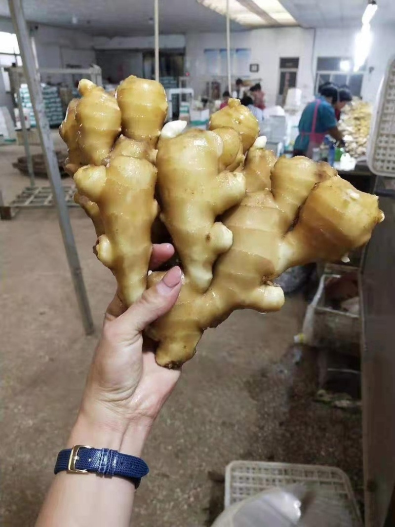 精选大黄姜山东优质生姜产地代存代发商超专供