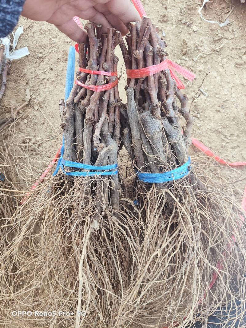 夏黑葡萄苗夏黑砧木嫁接阳光玫瑰葡萄苗专用