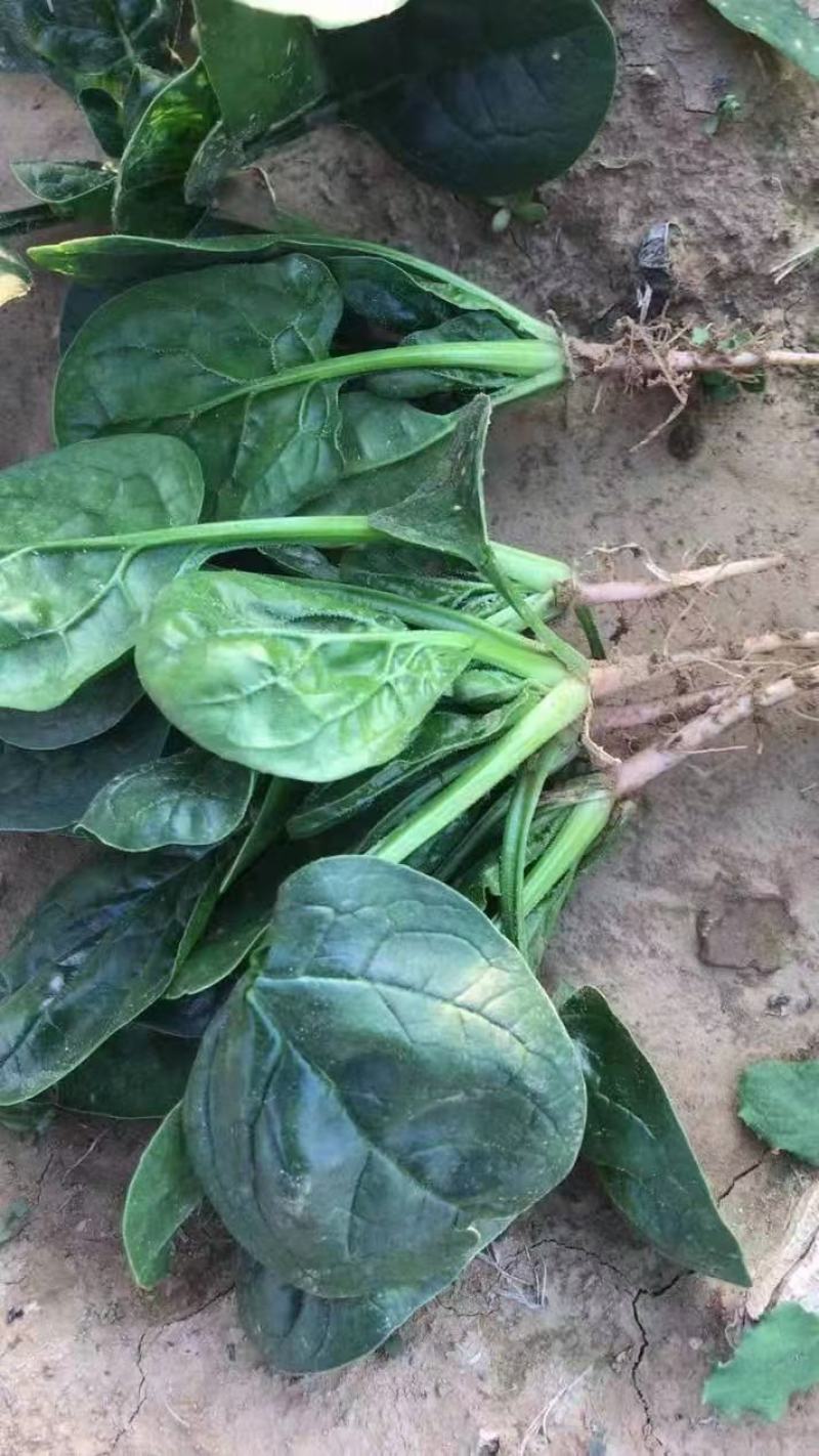杞县趴地菠菜大量上市，质量有保障，量大需要的联系