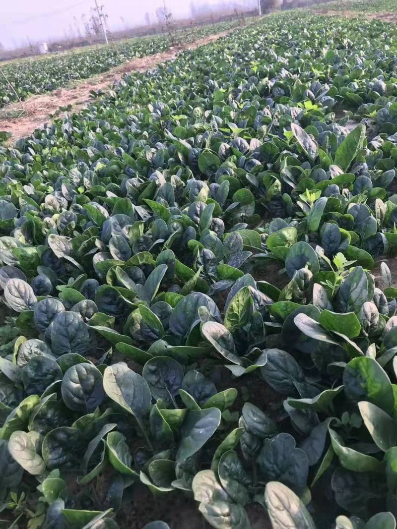杞县趴地菠菜大量上市，质量有保障，量大需要的联系