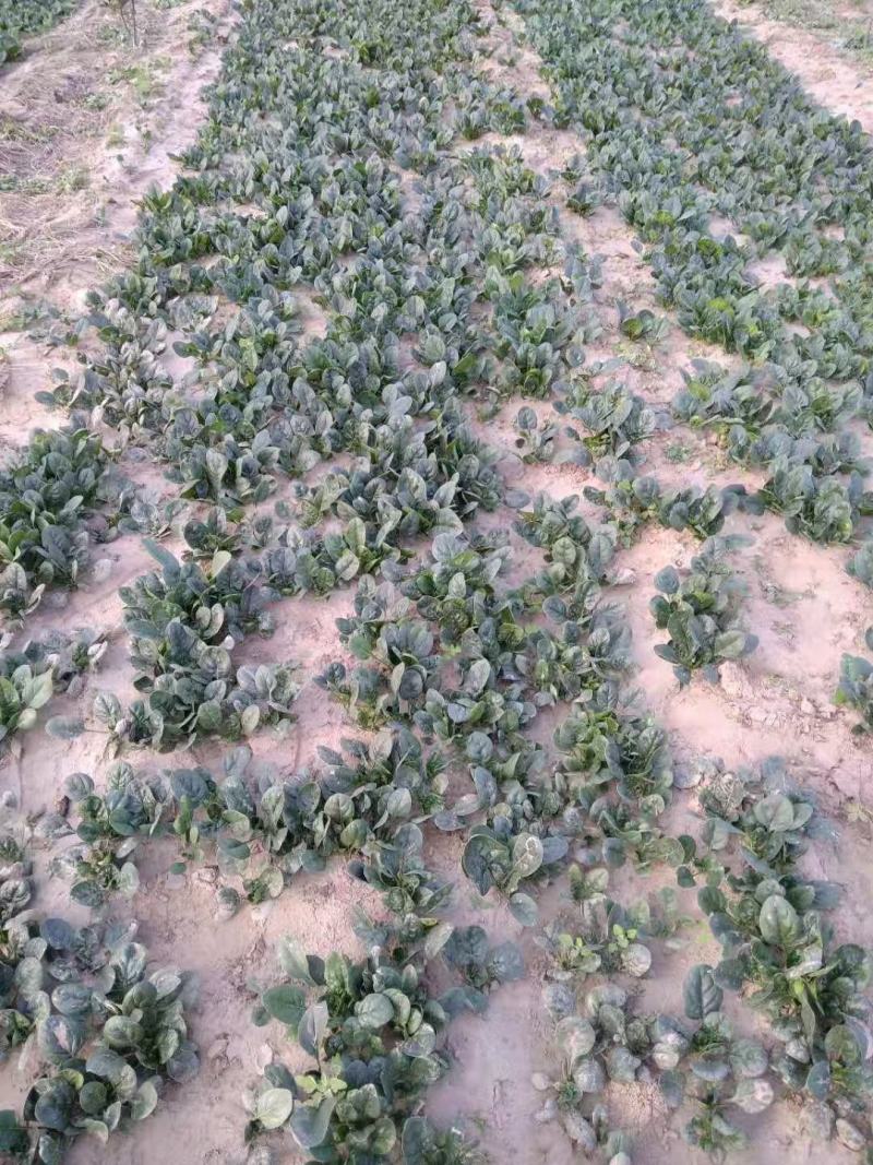 杞县趴地菠菜大量上市，质量有保障，量大需要的联系