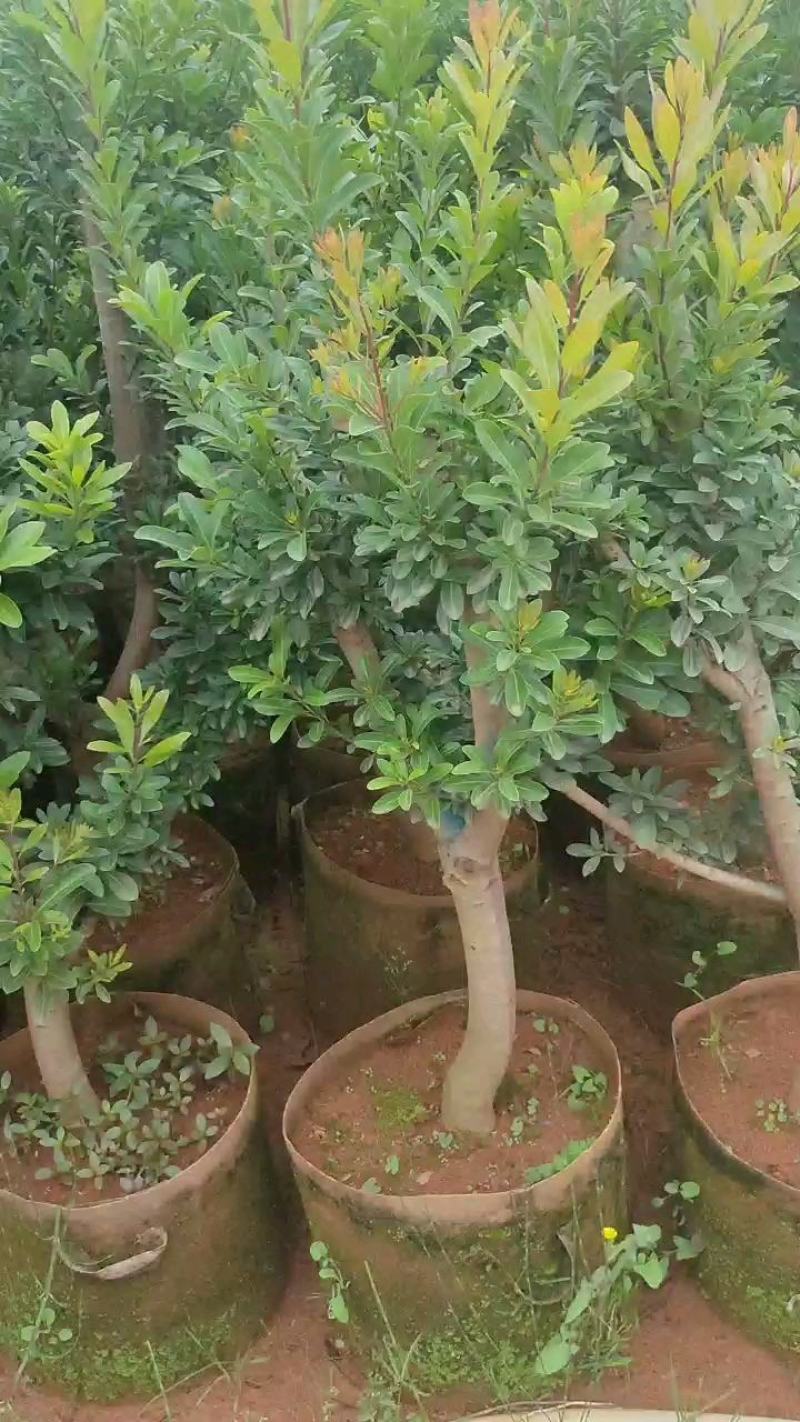 杨梅苗东魁杨梅苗荸荠杨梅苗硬丝杨梅苗基地供应