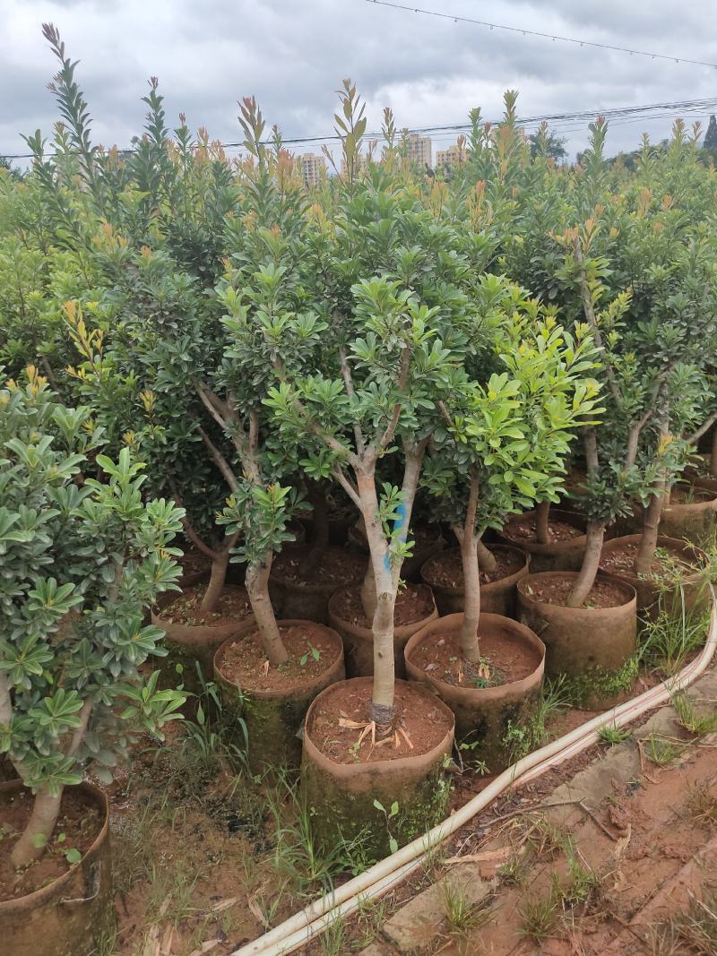 杨梅苗东魁杨梅苗荸荠杨梅苗硬丝杨梅苗基地供应
