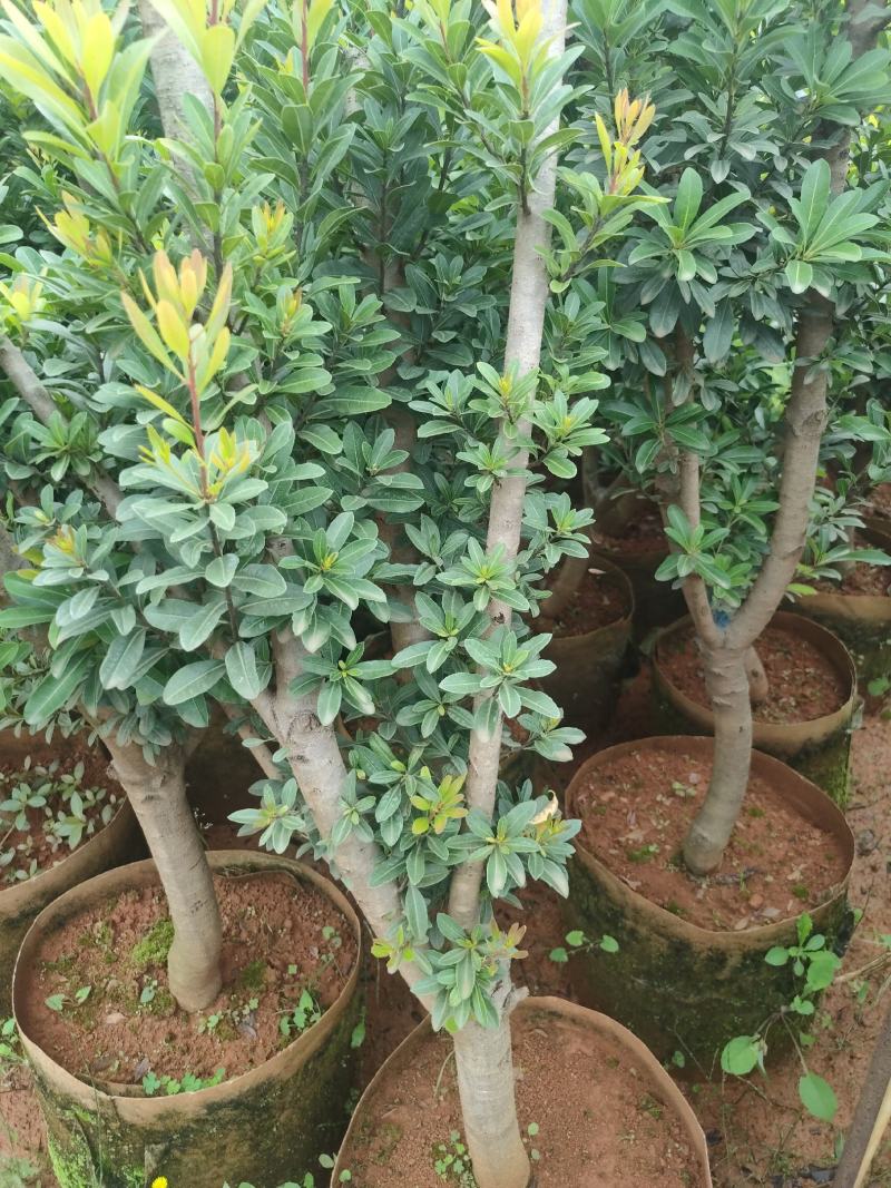 杨梅苗东魁杨梅苗荸荠杨梅苗硬丝杨梅苗基地供应