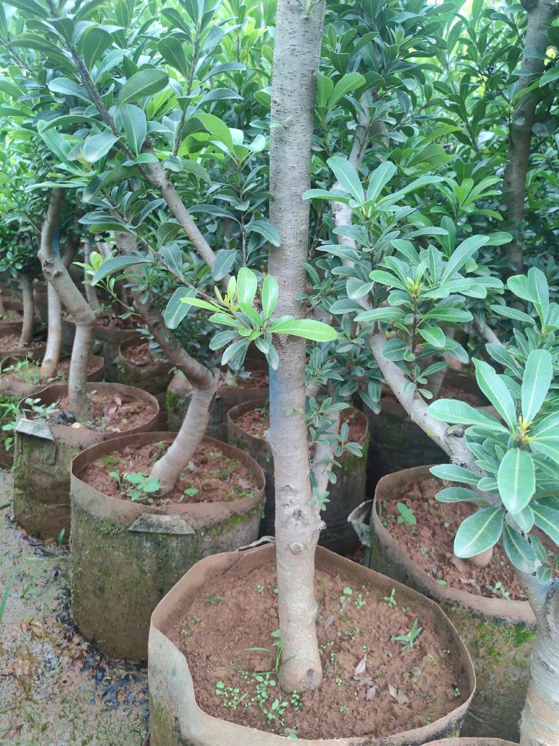 杨梅苗东魁杨梅苗荸荠杨梅苗硬丝杨梅苗基地供应