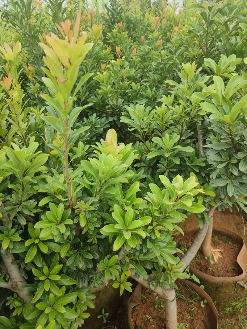 杨梅苗东魁杨梅苗荸荠杨梅苗硬丝杨梅苗基地供应