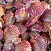 扇贝鲜活新鲜港湾贝带壳超大扇贝海鲜水产海捕贝类