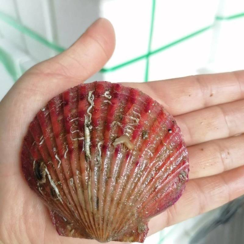 扇贝鲜活新鲜港湾贝带壳超大扇贝海鲜水产海捕贝类