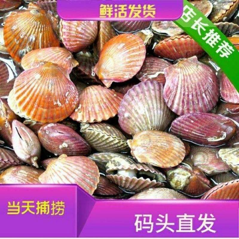 扇贝鲜活新鲜港湾贝带壳超大扇贝海鲜水产海捕贝类