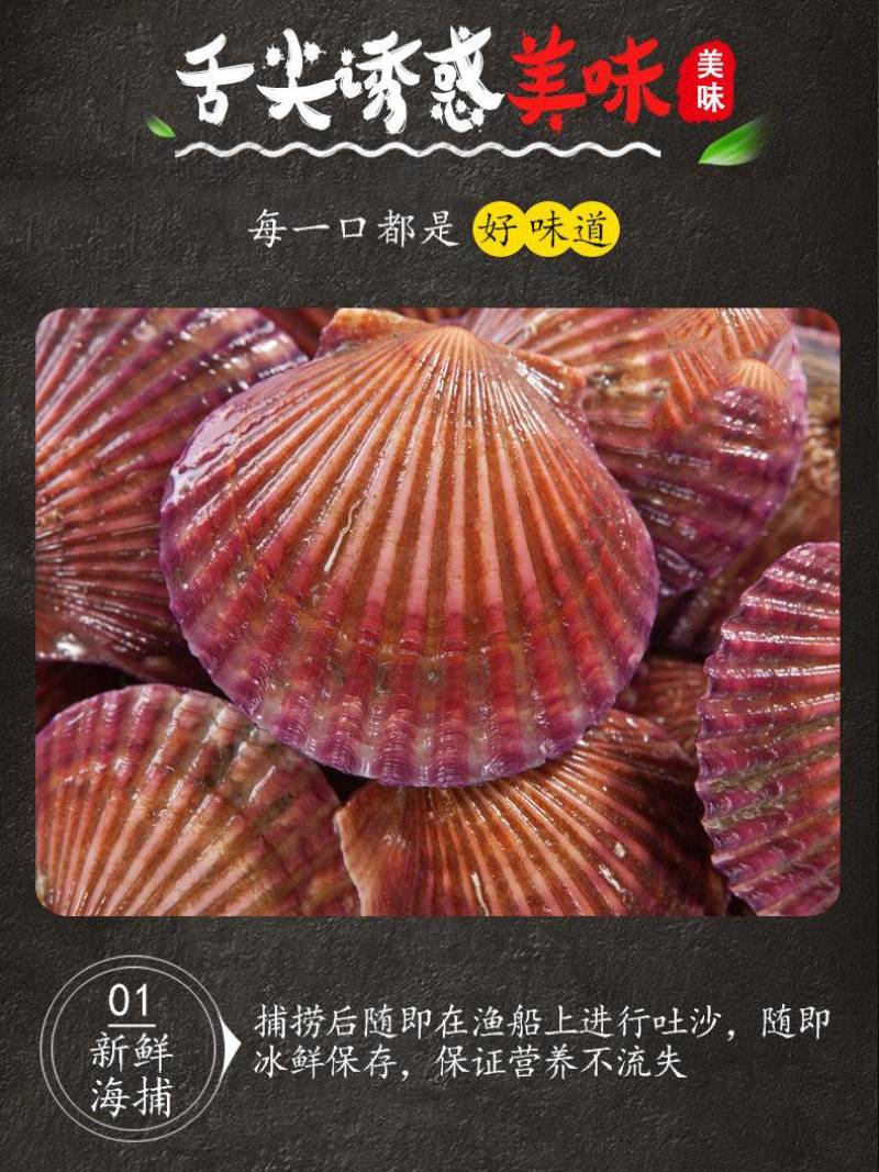 扇贝鲜活新鲜港湾贝带壳超大扇贝海鲜水产海捕贝类