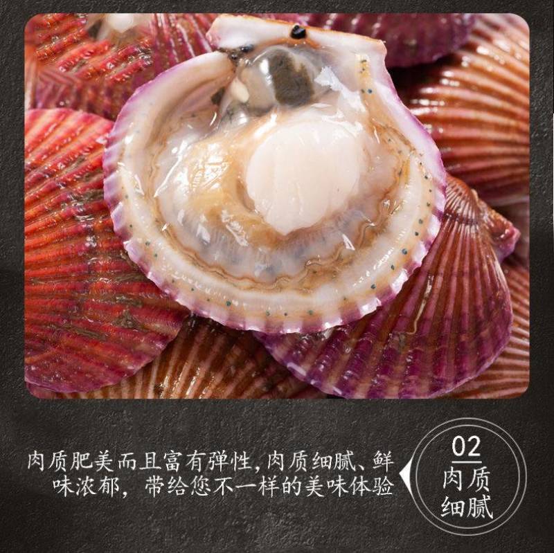 扇贝鲜活新鲜港湾贝带壳超大扇贝海鲜水产海捕贝类