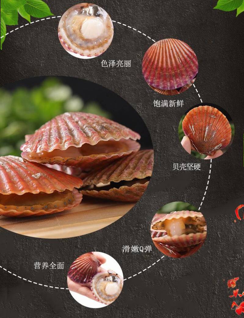 扇贝鲜活新鲜港湾贝带壳超大扇贝海鲜水产海捕贝类