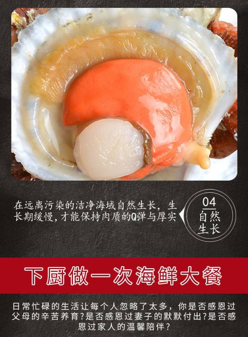 扇贝鲜活新鲜港湾贝带壳超大扇贝海鲜水产海捕贝类