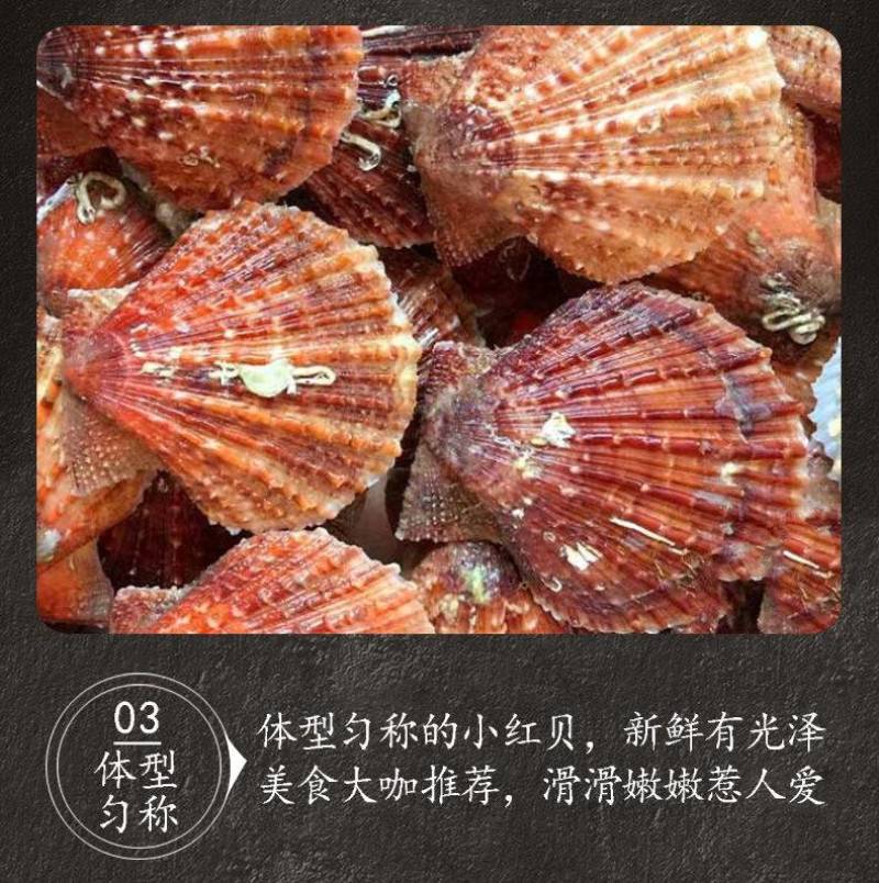 扇贝鲜活新鲜港湾贝带壳超大扇贝海鲜水产海捕贝类