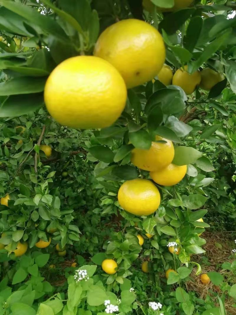 皇帝柑