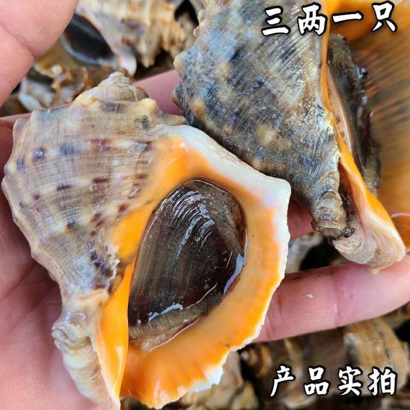 海螺批发鲜活超大海螺现捕现发活海螺水产螺类海鲜