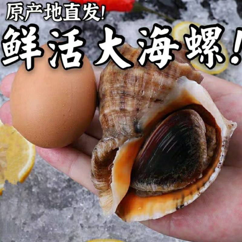 海螺批发鲜活超大海螺现捕现发活海螺水产螺类海鲜