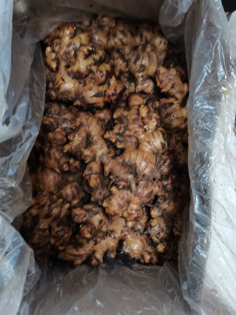 大量供应田林县大肉姜