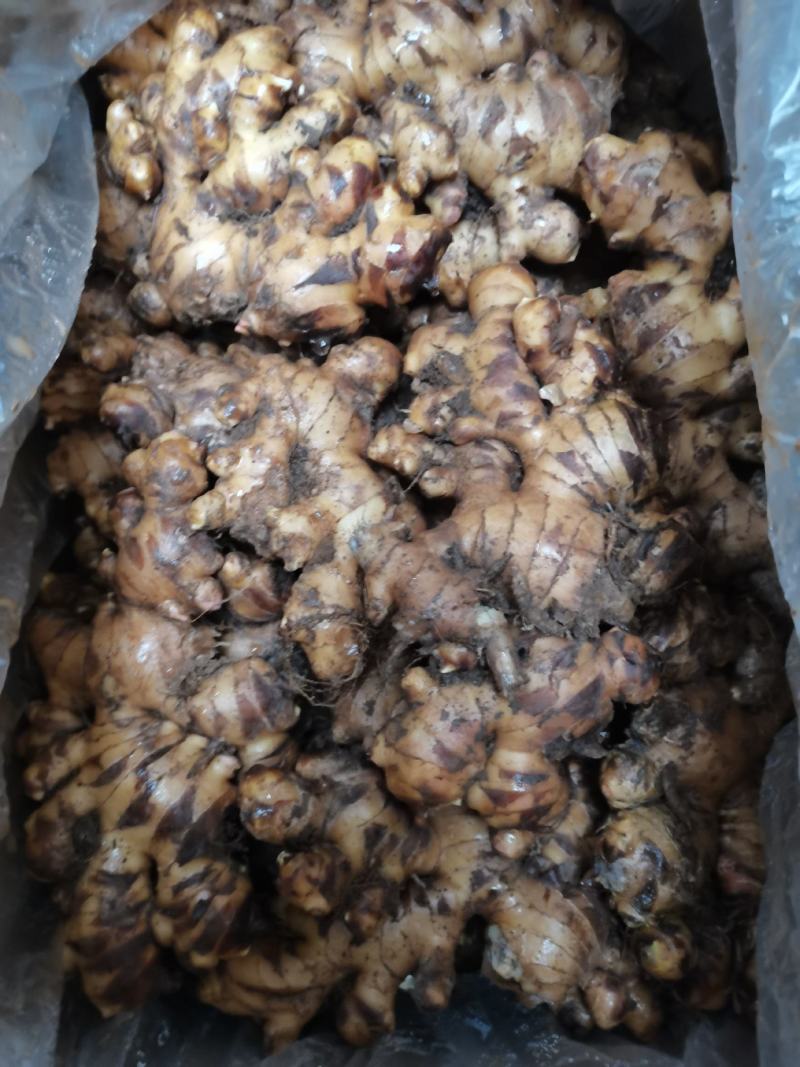 大量供应田林县大肉姜